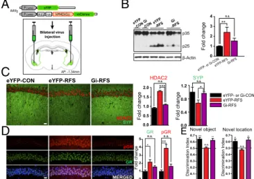 Fig. 2. BLA function is necessary for repeated stress-induced hippocampal molecular changes and learning and memory deficits