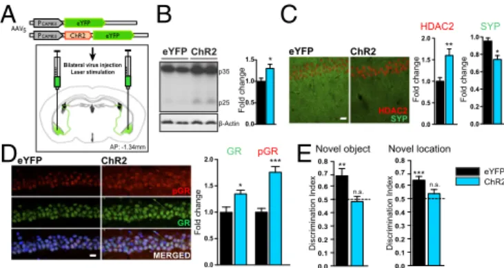 Fig. 3. BLA activation is sufficient to reproduce repeated stress-induced hippocampal molecular changes and learning and memory deficits.