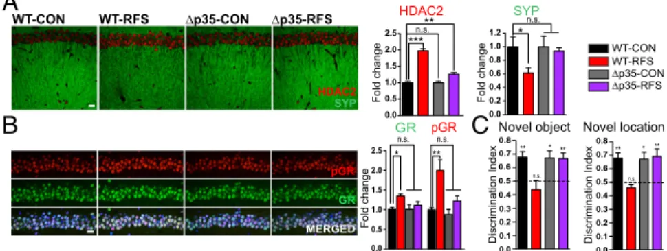 Fig. 5. p25 generation is necessary for repeated stress-induced hippocampal molecular changes and learning and memory deficits