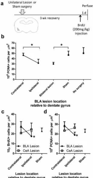 Figure 3. Unilateral lesions of the BLA, but not the CeA, ipsilaterally suppressed neurogenesis (a) Experimental timeline