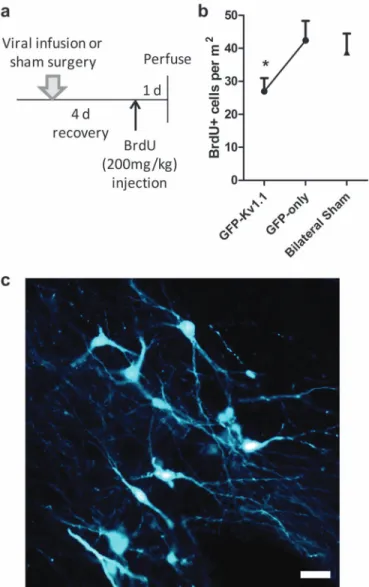 Figure 4. BLA silencing via potassium channel overexpression suppressed neurogenesis