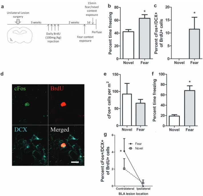 Figure 5. Unilateral BLA lesions blocked activation of immature neurons by exposure to a fear- fear-associated context