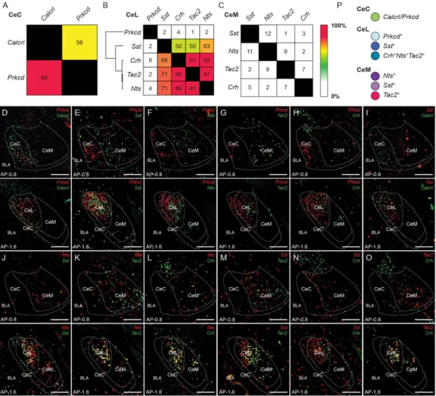 Figure 1. Identification of genetically distinct populations in the CeA