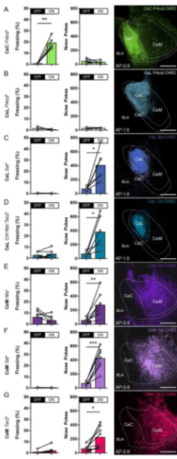 Figure 2. Genetically distinct CeA neurons drive appetitive and defensive behaviors (A–G) Behavioral assessment of percent freezing without (OFF) or with (ON) 