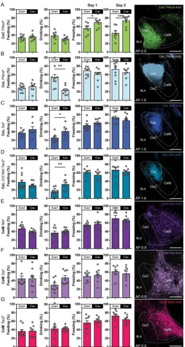 Figure 4. Inhibition of genetically defined CeA neurons during feeding, drinking, and defensive  behaviors