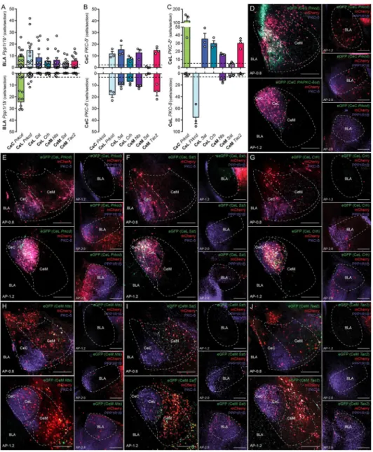 Figure 5. Monosynaptic retrograde tracing from genetically defined CeA neurons (A) Quantification of rabies-mediated retrograde labeled PPP1R1B +  and PPP1R1B  −  neurons in the BLA from genetically defined CeA neurons