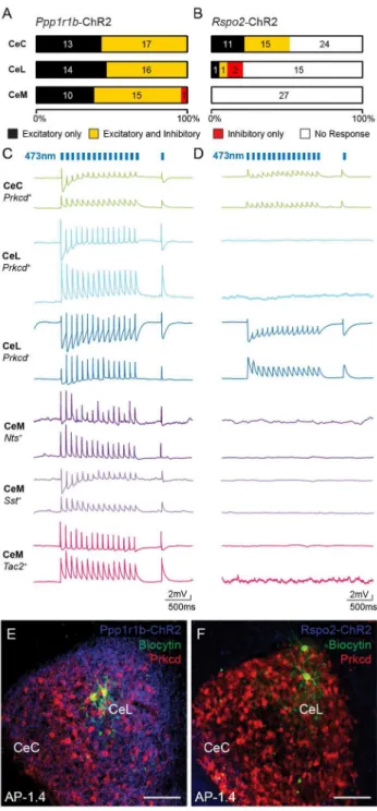 Figure 6. BLA Ppp1r1rb  +  and Rspo2 +  neurons make monosynaptic excitatory and disynaptic  inhibitory connections to distinct CeA neurons