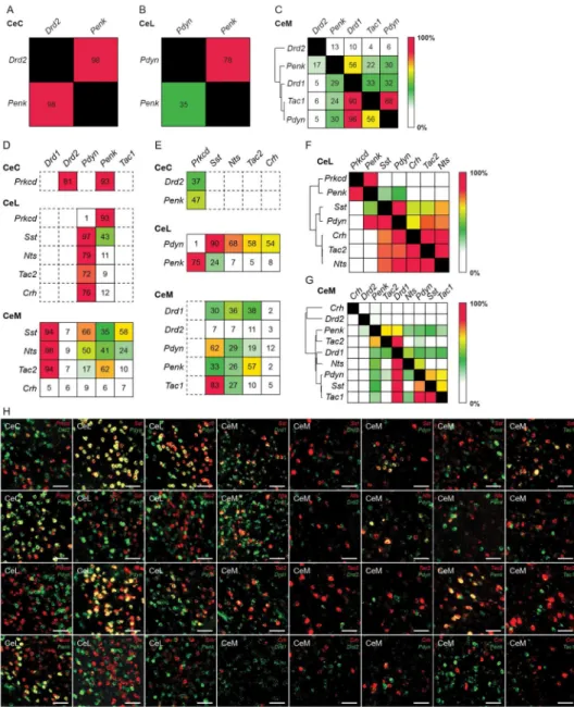 Figure 7. BLA to CeA pathway for appetitive behavior is genetically analogous to corticostriatal  circuits