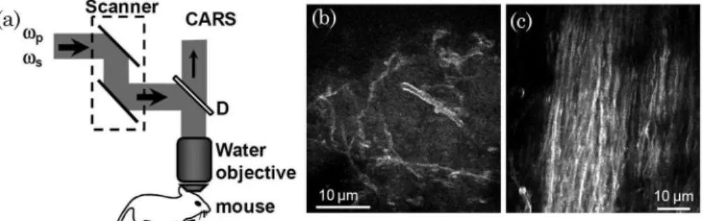 Fig. 6. In vivo CARS imaging using ps pulses of mouse brain using an upright microscope with a dipping mode water objective