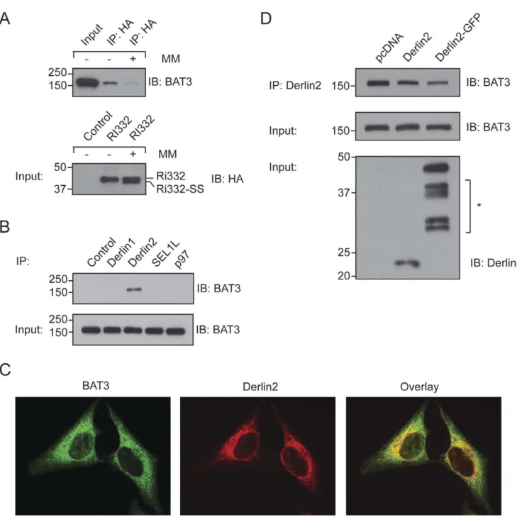 Figure 1. BAT3 associates with Derlin2. A. HA-Ri332 was synthesized in a rabbit reticulocyte lysate in the presence or absence of canine pancreatic microsomal membranes (MM)