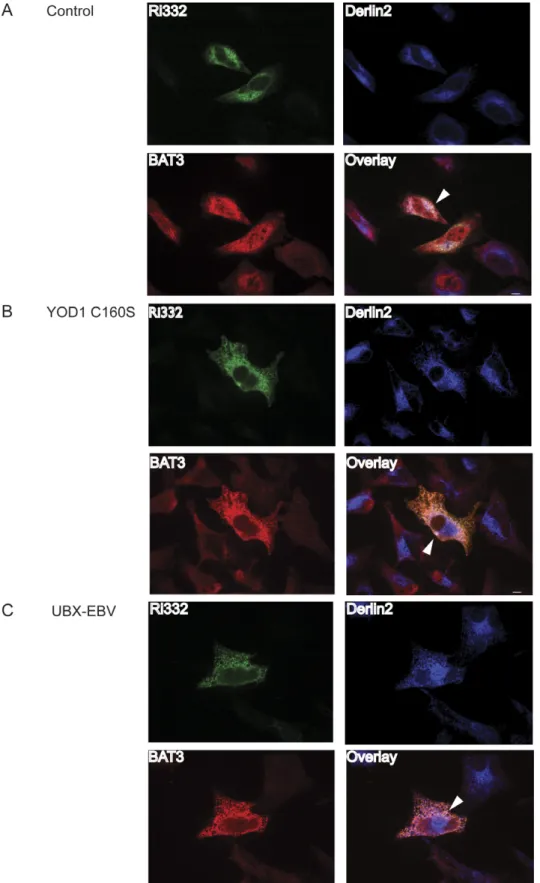 Figure 2. BAT3 localizes to a complex with Derlin2 and Ri332. Hela cells were plated on coverslips and transiently transfected with HA-Ri332 and empty vector (A), YOD1 C160S (B) or UBX-EBV (C)