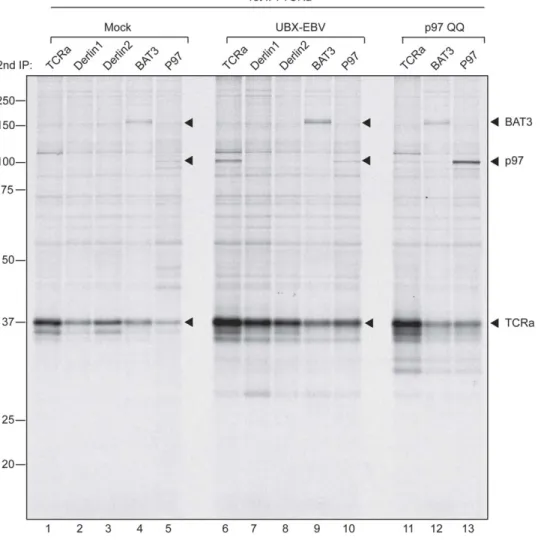 Figure 5. TCRa is engaged by BAT3. 293T cells were transiently transfected with TCRa and either empty vector, UBX-EBV, or p97 QQ, and labeled overnight with [ 35 S] methionine/cysteine to achieve steady state labeling