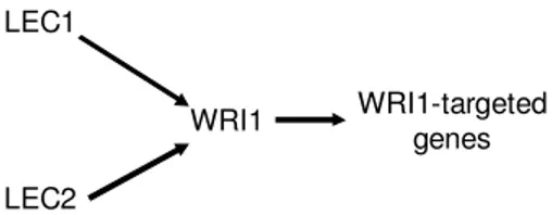 Fig. 3. Schematic transcriptional relationship between transcription factors