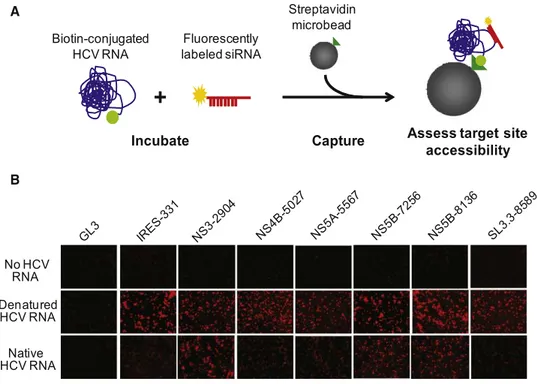 Figure 4. Viral RNA Beads