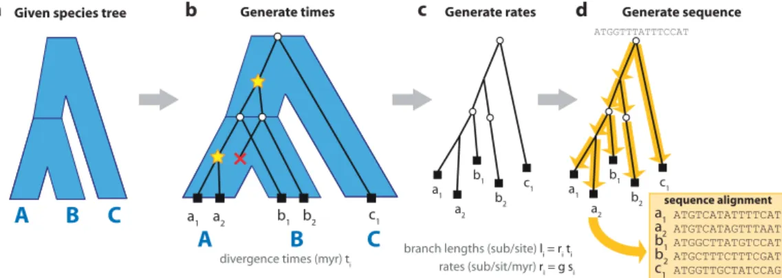 fig. 1b ) performed simultaneously within a single probabilis- probabilis-tic model. From this model, we compute the MAP gene tree using a novel rapid gene tree search that incorporates  in-formation from the species tree and from DL rates