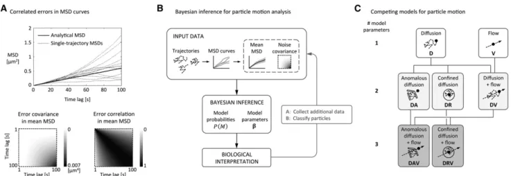 FIGURE 1 Proposed MSD-based Bayesian approach to analyzing particle trajectories. (A) Top, Example MSD curves (dashed lines) from individual simu- simu-lated particle trajectories undergoing pure diffusion with D ¼ 0.001 m m 2 /s, dt ¼ 1 s, and T ¼ 200 s