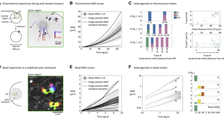 FIGURE 4 Analysis of chromosome and bead trajectories in dynamic and stabilized starfish oocyte actin networks