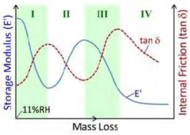 Figure 4. Various stages in the DMA response of the C-S-H systems upon drying from 11%RH condition