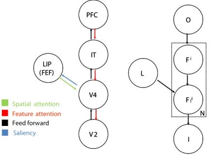 Figure 1: Left: A model illustrating the interaction between the parietal and ventral streams mediated by feed forward and feedback connections