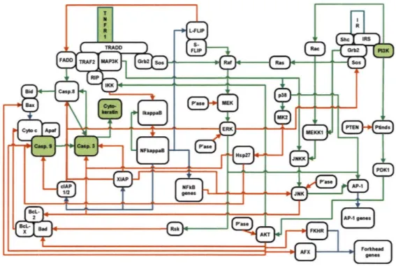 Figure  3-5:  Diagram  of  TNF-induced  signaling.  Molecules  either  measured  or  ma- ma-nipulated  in  this  study  are  shown  in  green