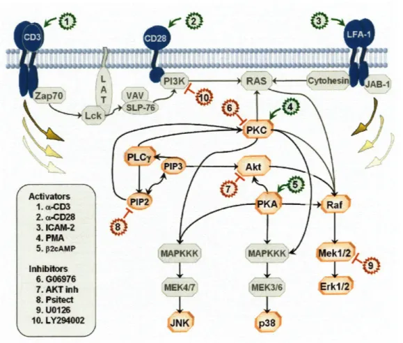 Figure  4-2:  Classic  Signaling  Network  and  Points  of Intervention.  Graphical  illustra- illustra-tion  of  the  convenillustra-tionally  accepted  signaling  molecule  interacillustra-tions,  the  events   mea-sured,  and  the  points  of  intervent