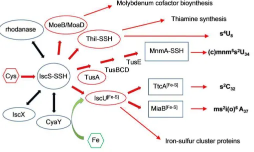 Figure 1. Network of protein-protein interactions involving IscS. IscS initiates intracellular sulfur trafficking, delivering the sulfur to several sulfur-accepting proteins such as IscU, ThiI, TusA, and MoaD/MoeB that commit the sulfur to different metabo