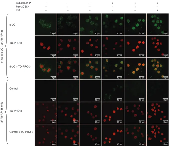 Figure 7. Substance P (SP) primed lipoteichoic acid (LTA)- and Pam3CysSerLys4 (Pam3CSK4)-mediated translocation of 5-lipoxygenase (5-LO).