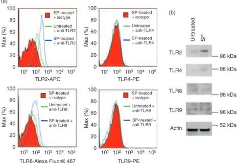 Figure 2. Substance P (SP) up-regulated Toll- Toll-like receptor (TLR) protein expression