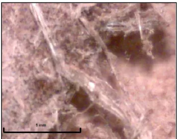 Figure 3  Vertical Section at the Upper Side of Layer B Patina Showing the Tangled Weave of Asbestos  Which Is Directly Supporting the Growing Layer C Patina must be located at the end of the  text
