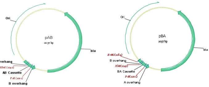 Figure 2. Primer Extension Sequences 