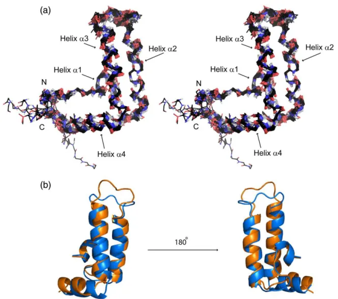 Fig. 2). The NMR structure reveals 4 helices: helix α1 (Y6 – I9), α2 (L18 – K31), α3 (A42 – L56) and α4 (Q60 – M68)