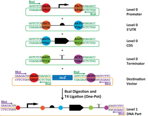 Figure   3:   Construction   of   a   Level   1   MoClo   Part.   Four   basic   DNA   Parts   (promoter,   5’UTR,   CDS,   and   terminator)   are        each   shown   in   green   vectors   to   denote   the   chloramphenicol   resistance   cassette   a