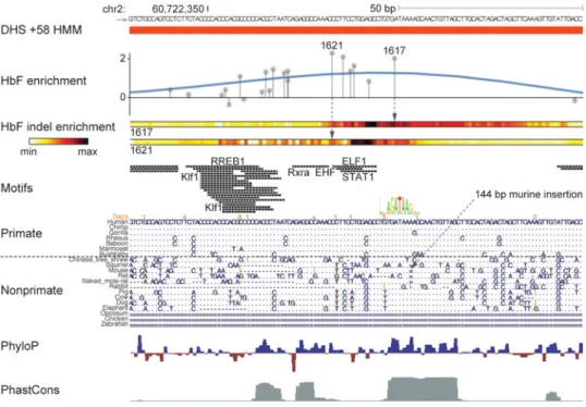 Figure 4. Primate-specific BCL11A enhancer functional core