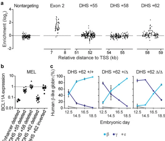Figure 5. Functional sequence requirement at the mouse Bcl11a erythroid enhancer for in vivo  hemoglobin switching