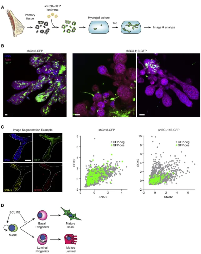 Figure 7. BCL11B Is Necessary for Growth of Primary Human Mammary Tissues in Hydrogel Culture