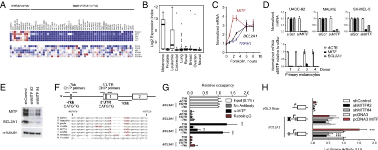 Fig. 4. MITF directly regulates BCL2A1 in the melanocytic lineage. Expression of antiapoptotic BCL-2 family members, MITF, and MITF-regulated targets in (A) the NCI-60 tumor panel and (B) an independent dataset of 954 cancer cell lines (GlaxoSmithKline)