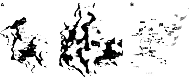 Figure  7 (Taken  from  Jogl, EMBO  ,  2002):  The interface  between the  PH and BEACH domains