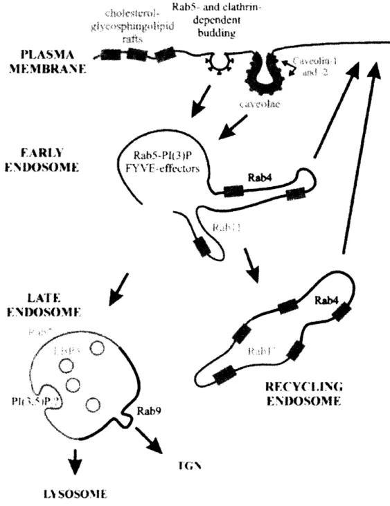 Figure  8  (Taken  from  Miaczynska  and  Zerial,  2002):  Domain  organization  of  the endocytic  pathway