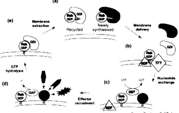 Figure  12  (Taken  from  Seabra  and  Wasmeier,  2004):  Schematic  representation  of the  Rab  cycle  showing  membrane  recruitment  and  activation