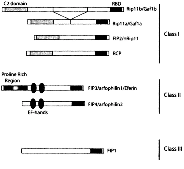 Figure  13  (Taken  form  Prekeris,  2003):  The  structure  of  Rabll  family  interacting proteins  (FIPs)