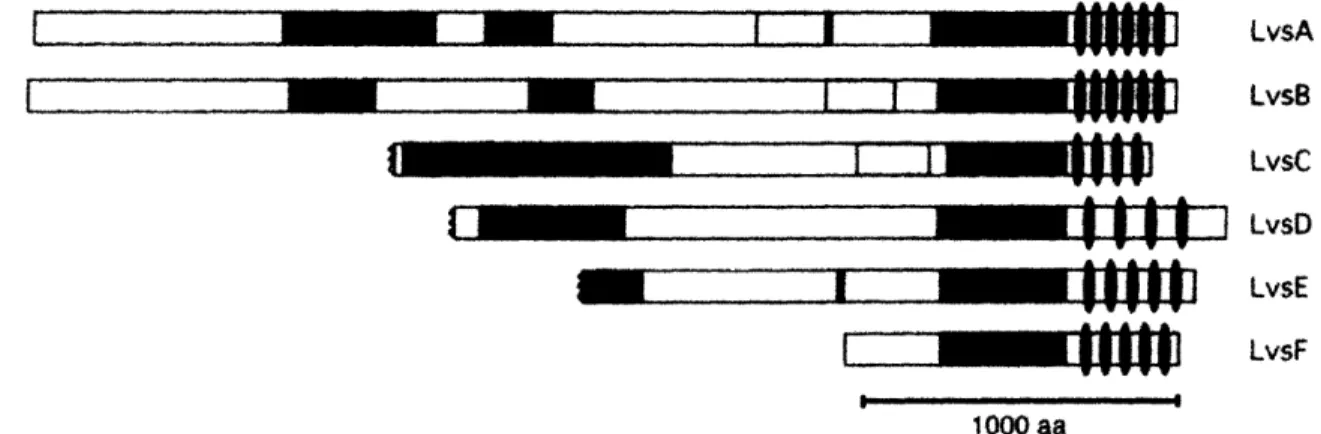 Figure  1  (Taken  from  De  Lozanne,  2003):  The  domain  organization  of  BEACH proteins