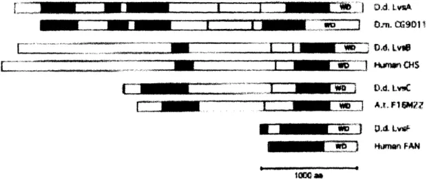 Figure  3  (taken  from  Wang,  Wu  et.al.,  2002):  Dictyostelium  Lvs  proteins  share multiple  domains  with  BEACH proteins  of  the  same  class