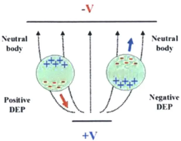 Figure  2-1:  Particle polarity  for  pDEP vs.  nDEP (image  excerpted  from  [14]).