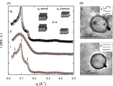 Fig. 7. Thermal unbinding of a POPE/POPG mixture due to a decrease in bilayer bending rigidity upon heating through the main phase transition T M 