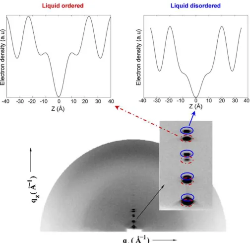 Fig. 10. 1D EDPs and diffraction pattern of an aligned DPPC/DOPC/cholesterol mixture clearly showing the presence of two lamellar phases that are attributable to the lo and ld phase (adapted from Karmakar et al., 2006).