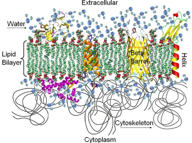 Fig. 1. Cartoon of a cell or plasma membrane, a selectively semi permeable barrier separating the cell’s contents (cytoplasm) from its outside environment