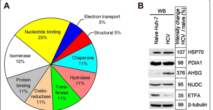 Figure 5 PS4≡ non-directed activity-based profiling targets several protein classes during HCV replication