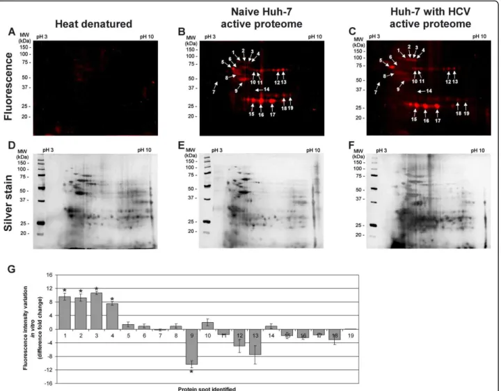 Figure 3 PS4≡ protein profiling is activity specific in hepatoma Huh-7 cells. The active proteome (200 μg) isolated from naïve Huh-7 cells (B) and Huh-7 cells stably replicating HCV (C) was labeled in vitro for 1 h at 37°C with 20 μM of PS4 ≡ probe