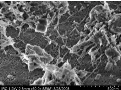 Figure 11. Growth of C-S-H around SWCNT bundles (rods in image) at 135 minutes  of hydration of an OPC composite sample