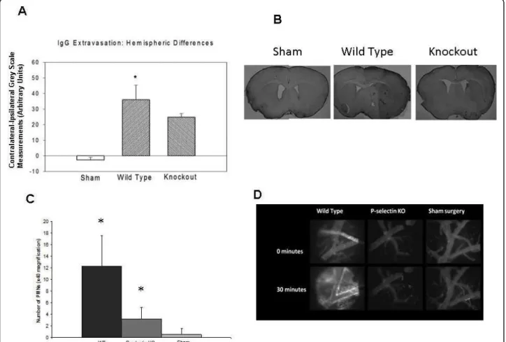 Figure 4 IgG extravasation and polymorphonuclear (PMN) leukocyte infiltration after acute stroke